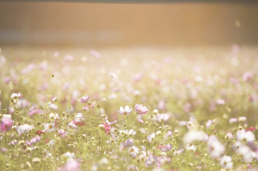 墓じまい Cosmos Flowers 1138041 1024x682