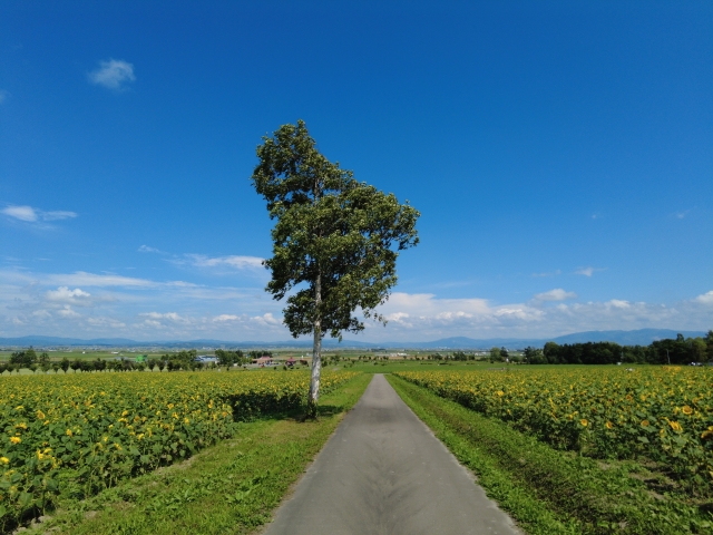親の財産が少ないから大丈夫?遺言書がないことで起きる青森の子どもの負担 27947304 s