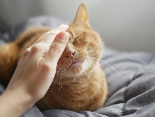 【愛する家族へ】ペットの「終の棲家」を確実にする老後のための終活の全知識 33856749 s