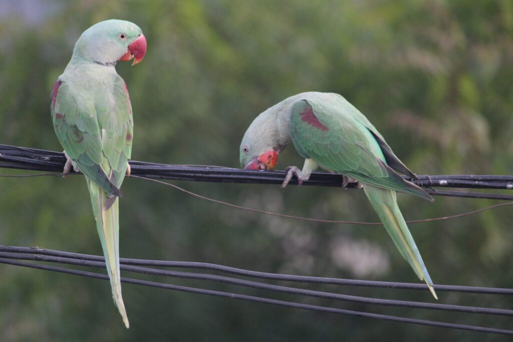 sandeephanda parrot 2488925