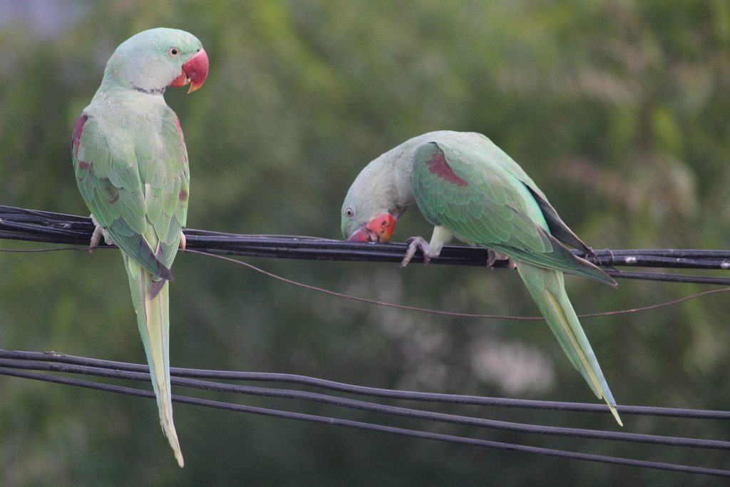 【青森】「親に借金が?」と不安な方へ。相続放棄と遺産分割の違い sandeephanda parrot 2488925