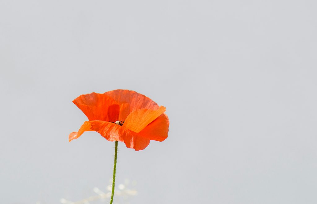 相続の手続きをしないとどうなる?「昔とは違う」現代のルール susanne schwarz quacwpvjwom unsplash