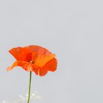susanne schwarz quacwpvjwom unsplash